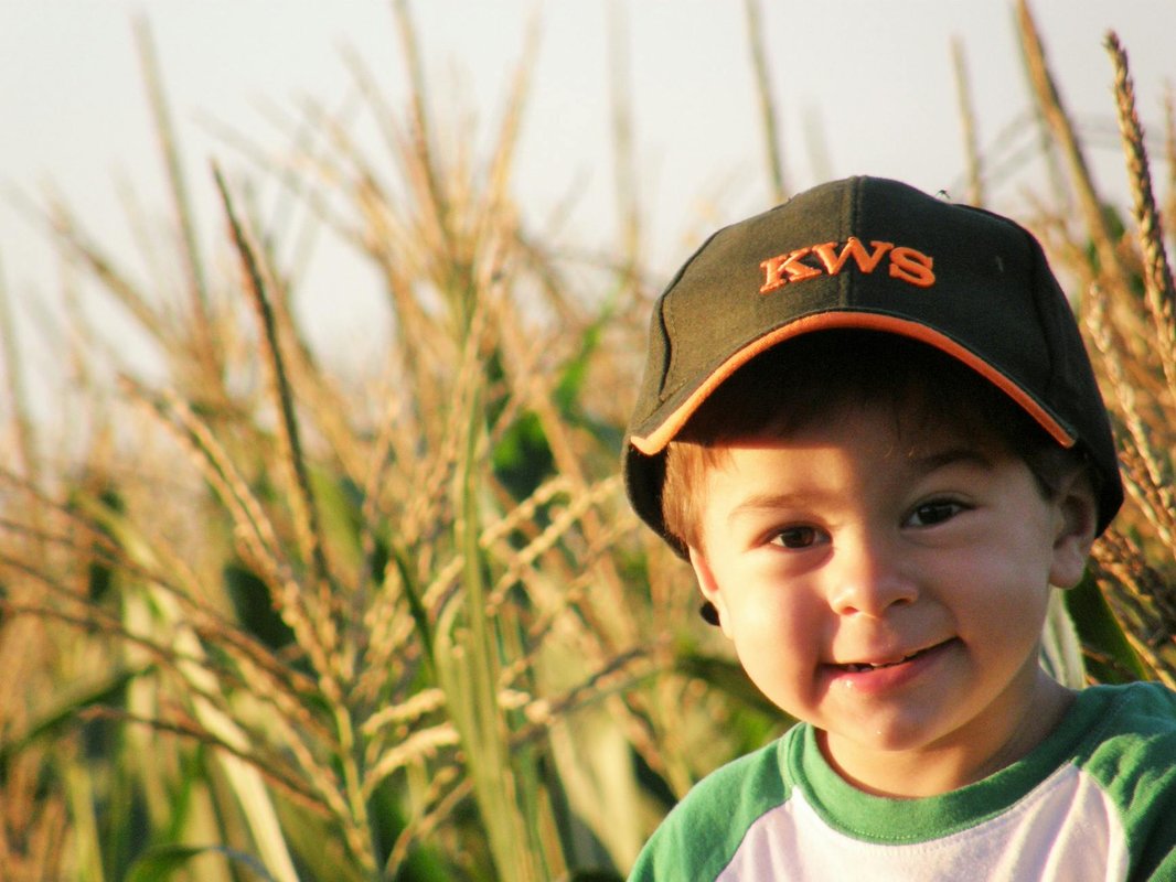 Free stock photo of corn harvest, kids activity