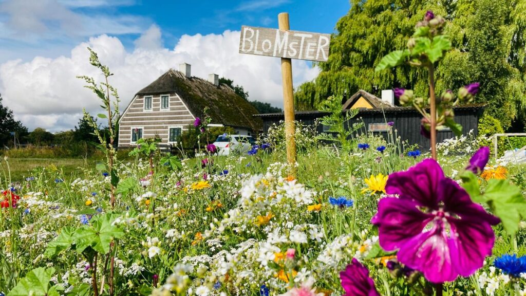 Colorful flower meadow in front of a cozy Danish cottage under a vibrant summer sky.