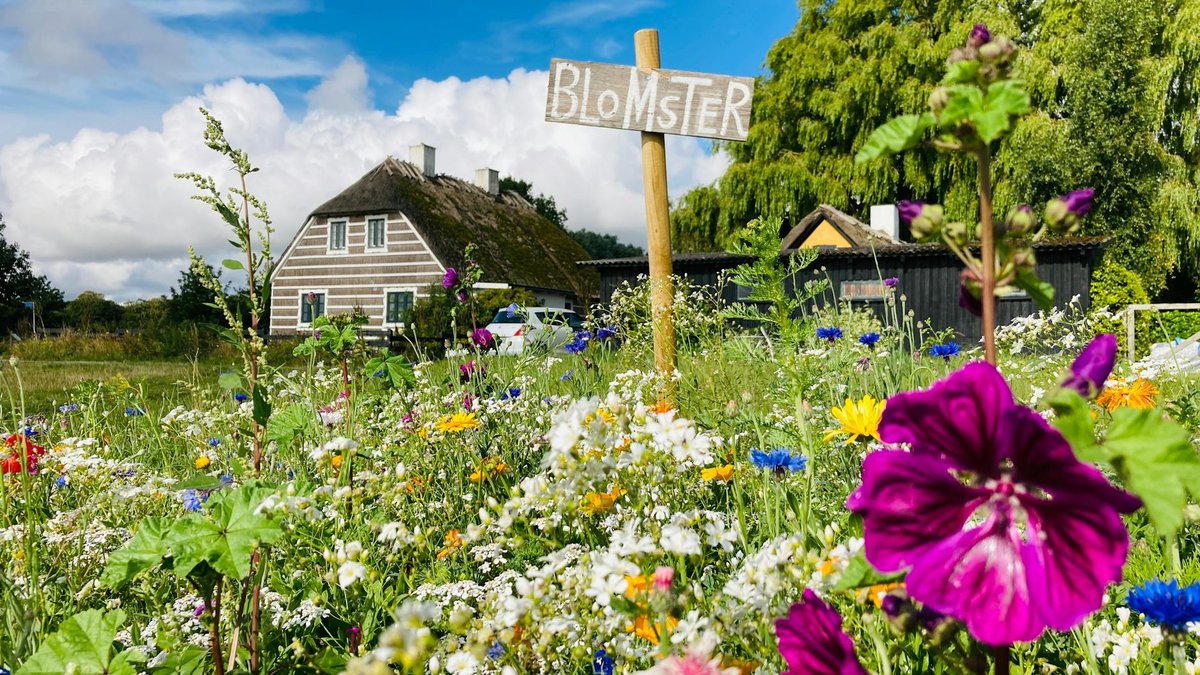 Colorful flower meadow in front of a cozy Danish cottage under a vibrant summer sky.