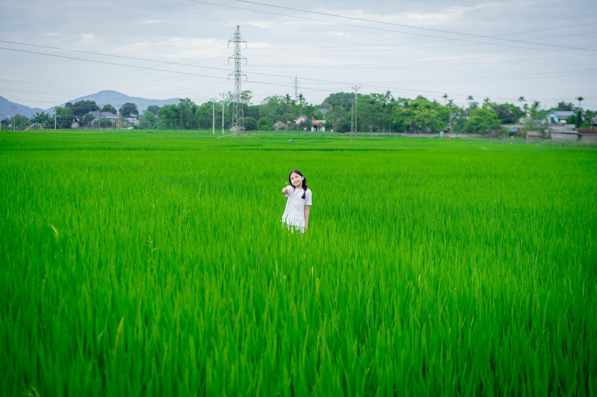 A girl stands in a lush green rice field near Hà Nội, capturing the essence of rural Vietnam.