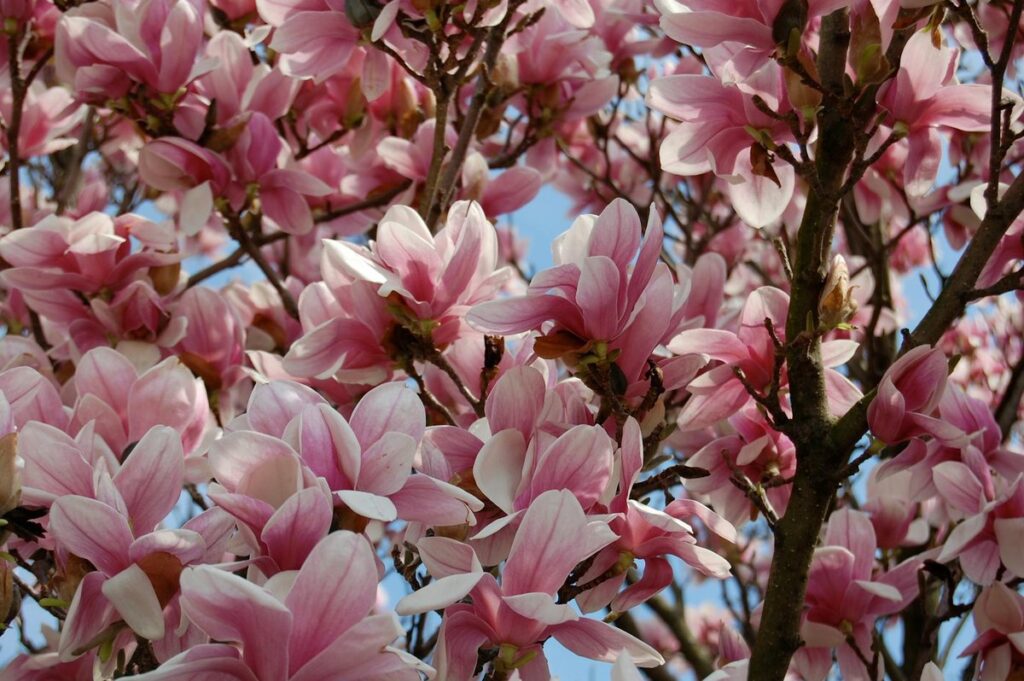 Captivating pink magnolia flowers blooming in a spring park in Columbus, Ohio.