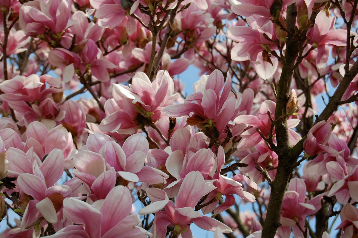 Captivating pink magnolia flowers blooming in a spring park in Columbus, Ohio.