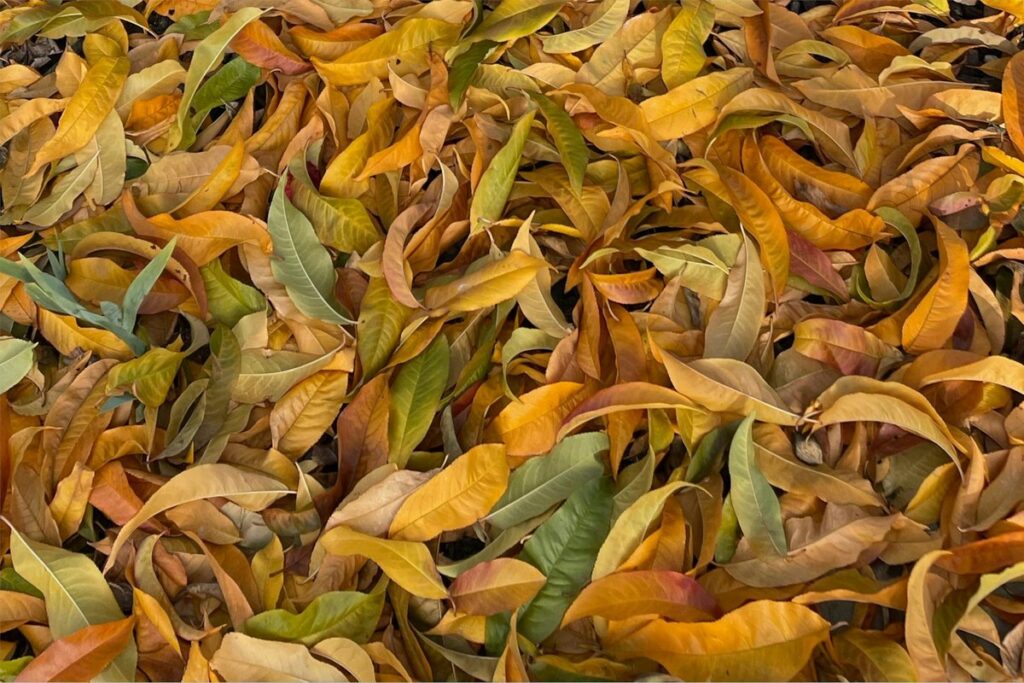 Free stock photo of ceegee's leaves