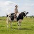 A child rides a Holstein cow in a sunny Schleswig-Holstein meadow, capturing rural life.
