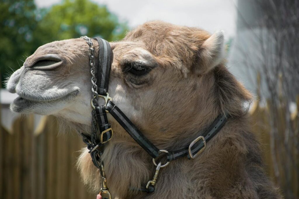 A close-up portrait of a camel with a harness, captured outdoors on a sunny day at Columbus Zoo.