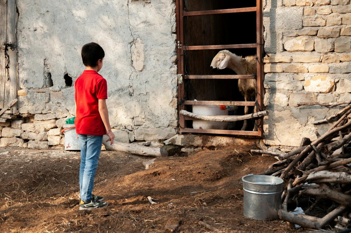 A young boy in a red shirt stands in front of a goat at a rustic barn.
