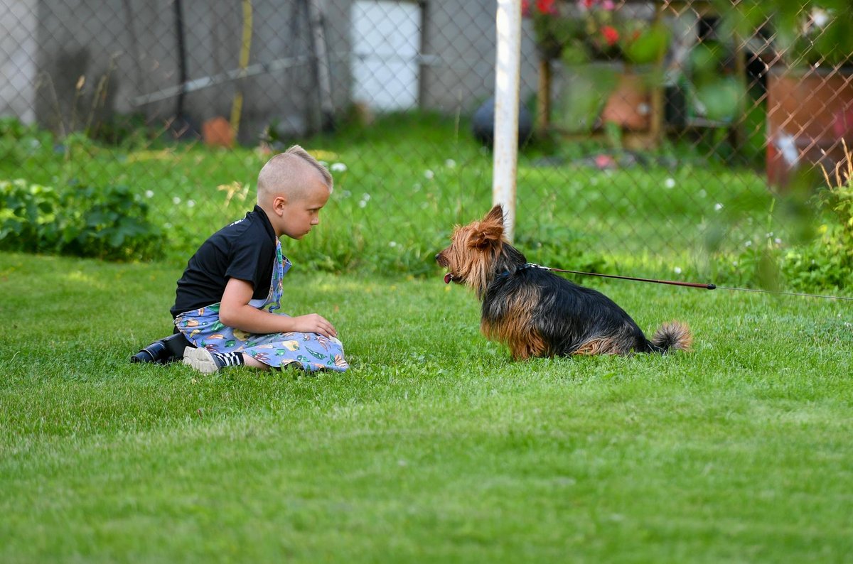 Free stock photo of animal friends, autumn outdoors, beautiful dog