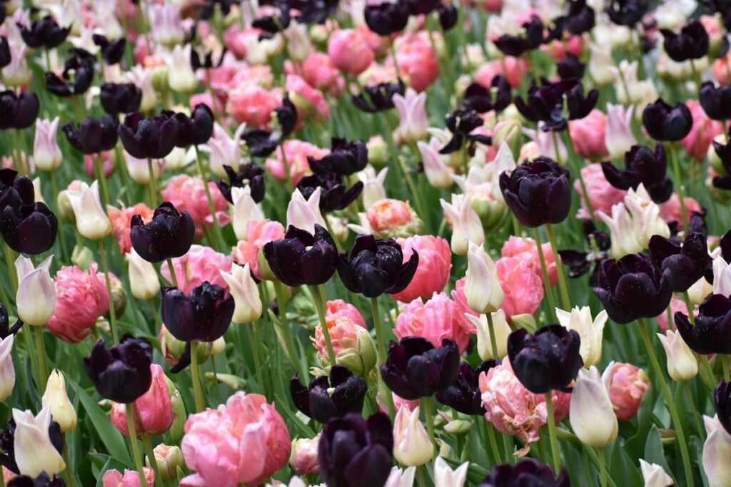 A colorful display of pink, white, and dark tulips in full bloom, perfect for floral backgrounds.