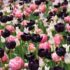 A colorful display of pink, white, and dark tulips in full bloom, perfect for floral backgrounds.