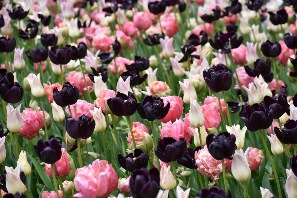 A colorful display of pink, white, and dark tulips in full bloom, perfect for floral backgrounds.